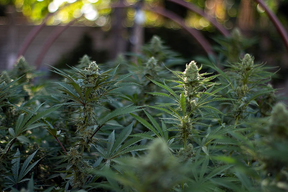 La Asociación de Usuarios y Profesionales para el Abordaje del Cannabis quiere ir más allá de las semillas. 