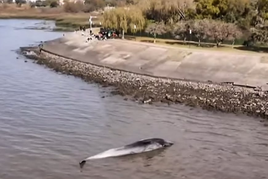 El ballenato fue hallado sin vida, flotando boca arriba a pocos metros de la orilla y con una herida en la cola.