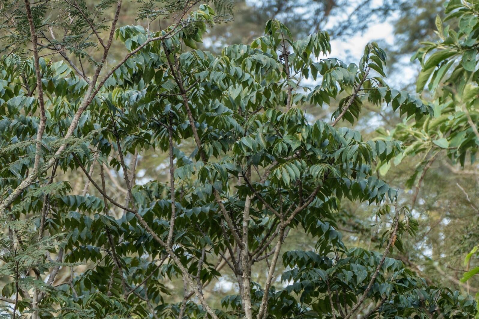 Árbol de naranjillo.