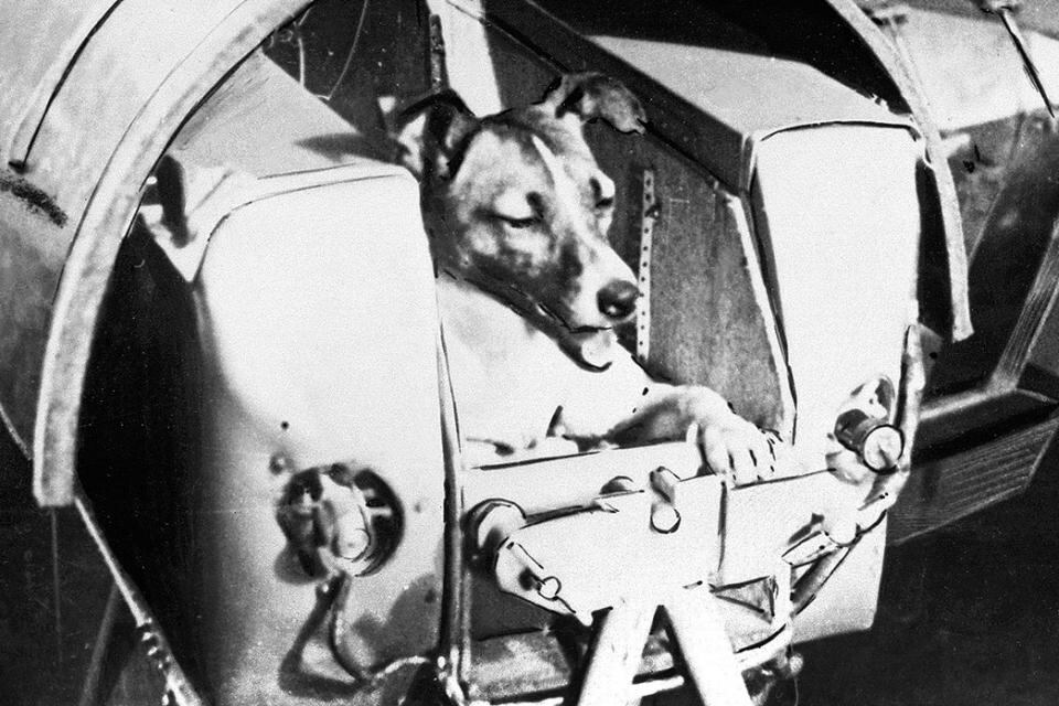 La hazaña de la perra Laika conmovió al mundo.