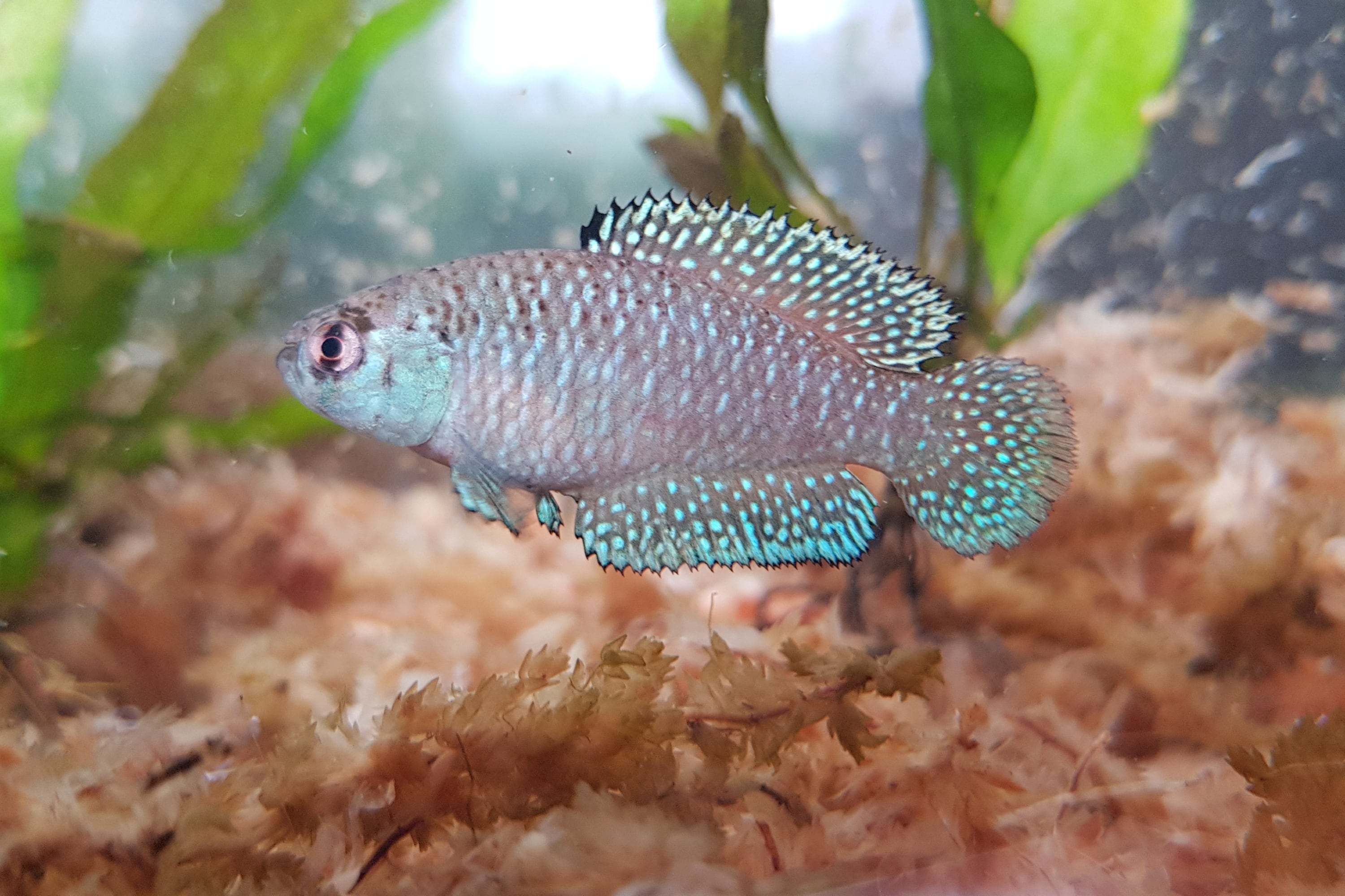 Se trata de un “killi de la lluvia” bautizado como Argolebias guaraní.