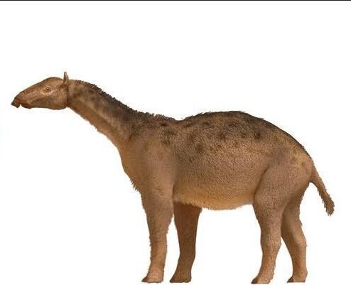 La promacrauchenia medía 1,6 metros y pesaba 500 kilos.