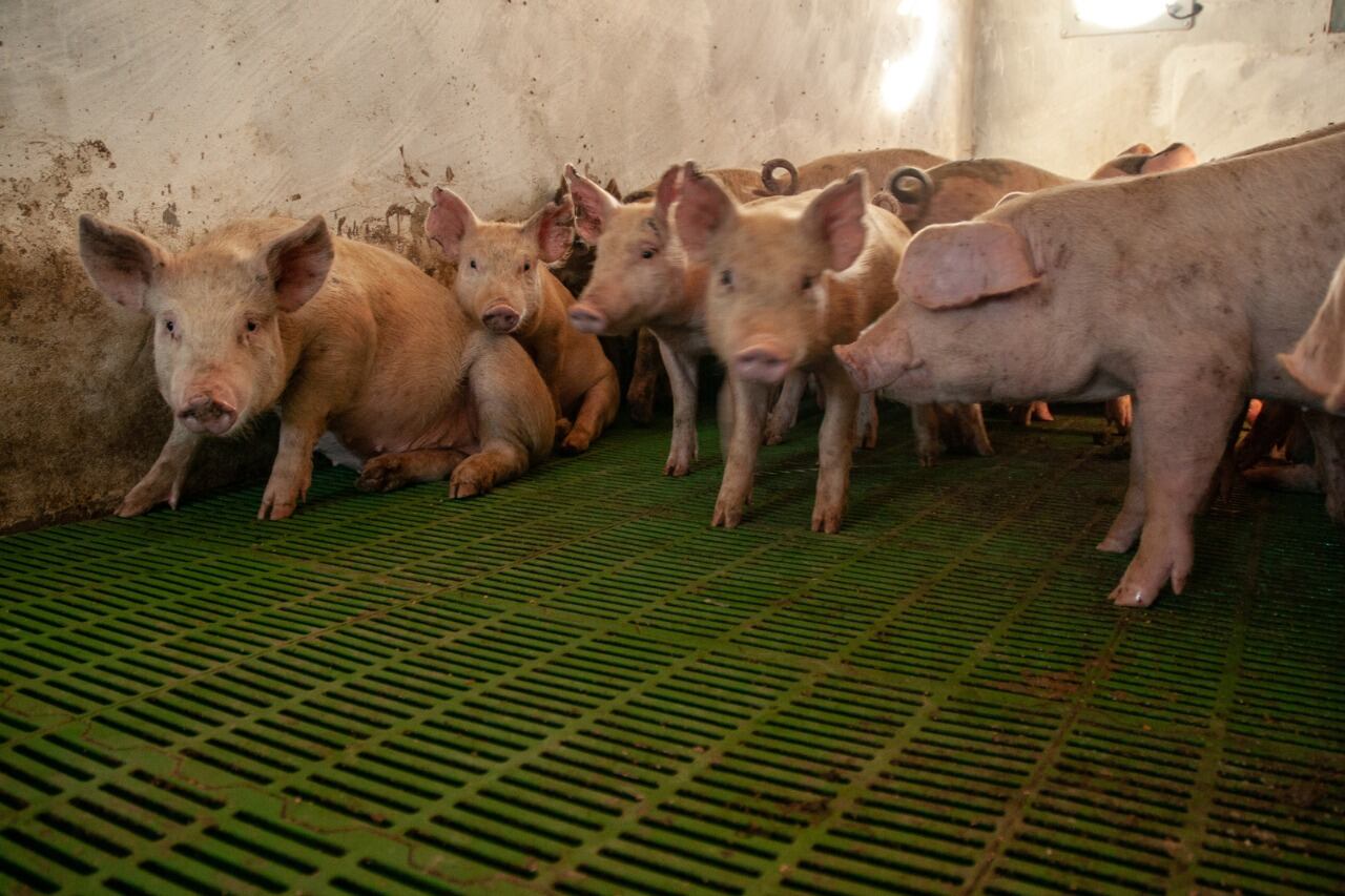 En el sector afirman que hasta ahora la covid-19 está bajo control.