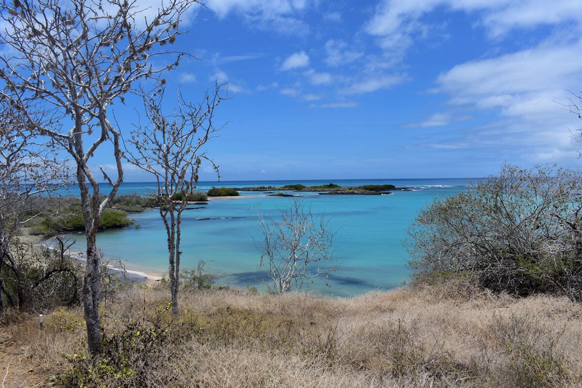 En Floreana hay flamencos rosados, nidos de tortugas marinas verdes y aves nocturnas, entre otras especies