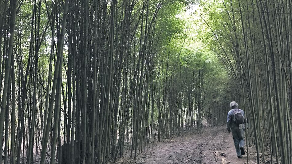 Ingresando por el túnel verde que forman los cañaverales a la vera del río.