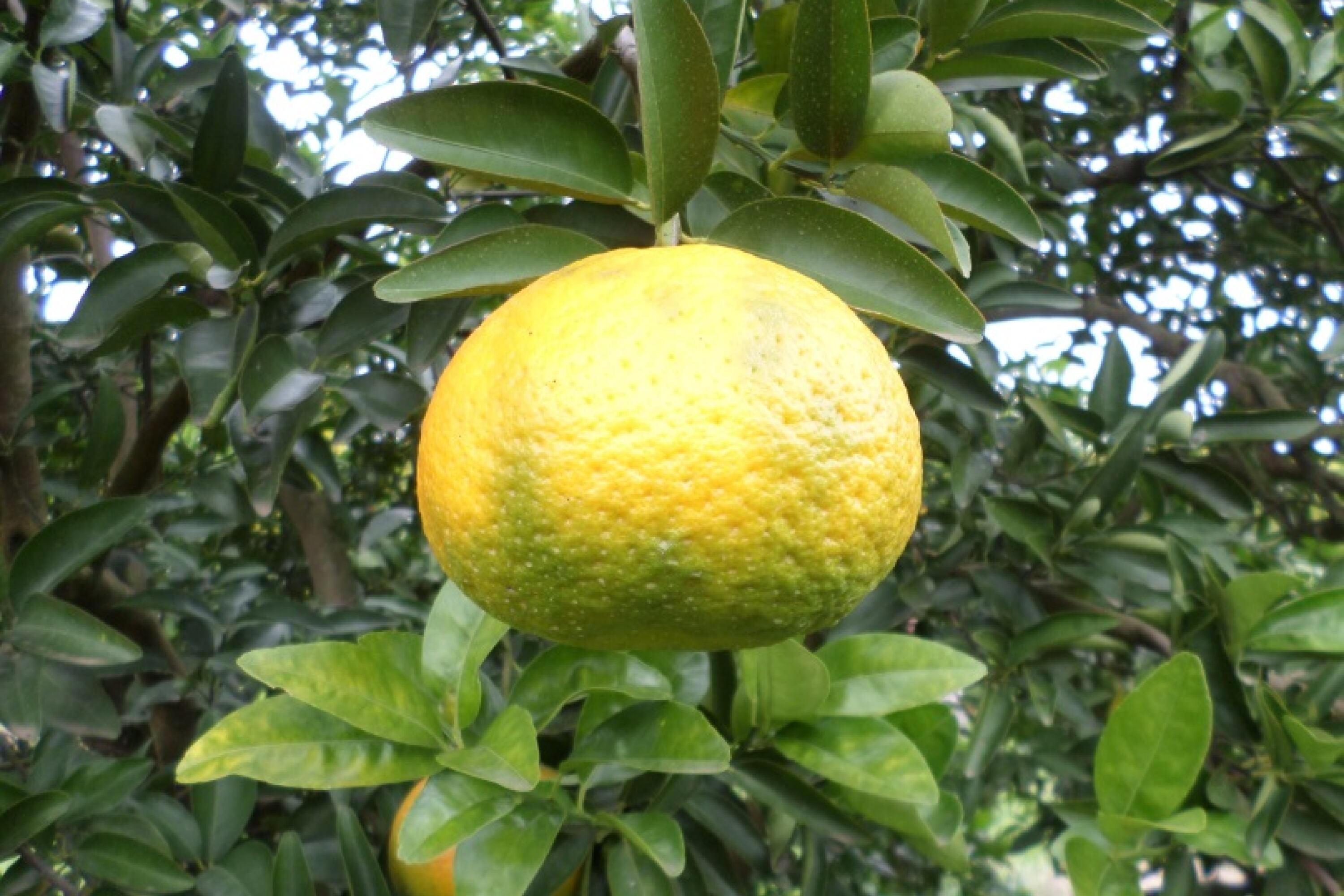 La plaga se expande a través del uso de materiales infectados o por un insecto transmisor.