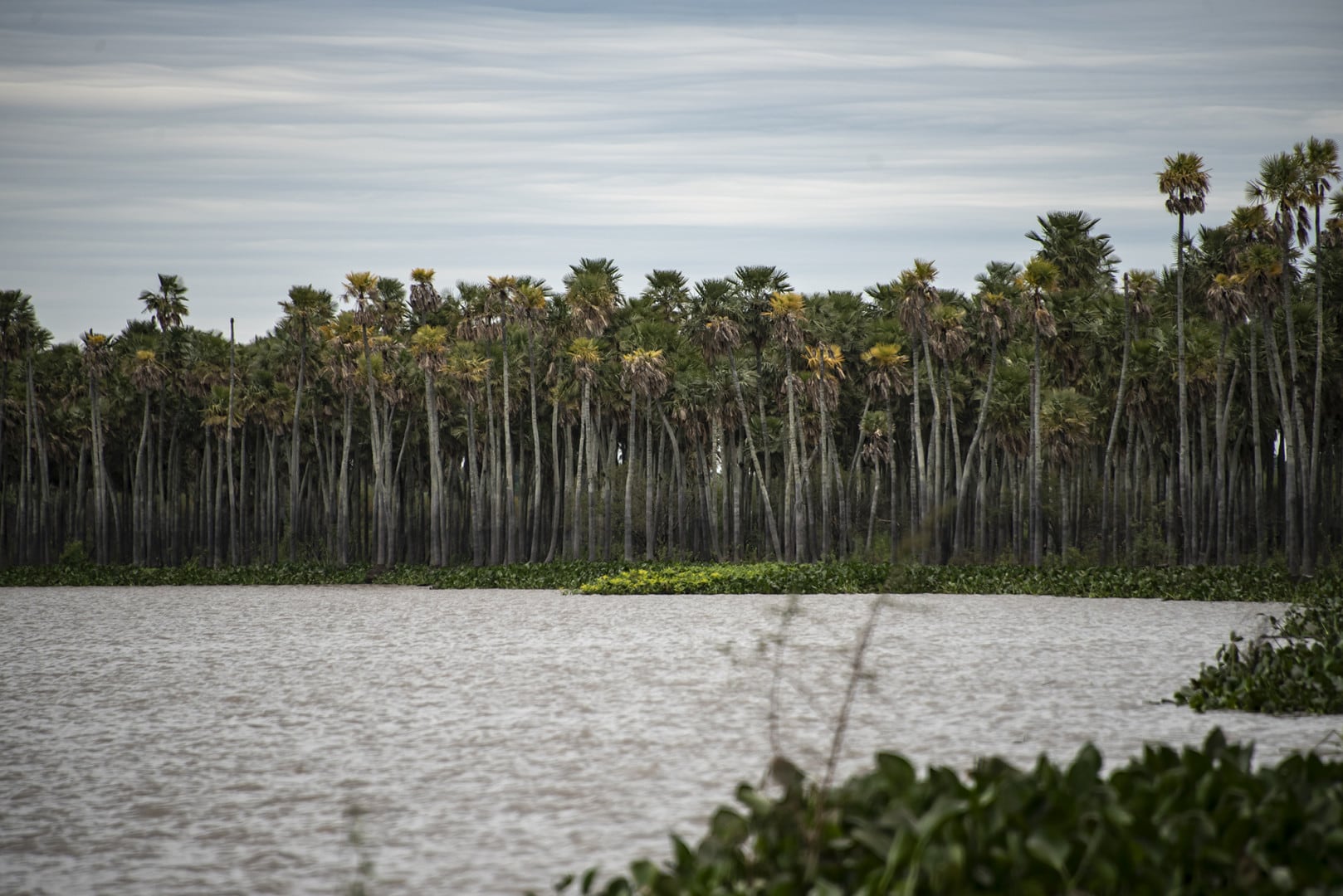 El nuevo parque nacional está integrado en su mayoría por humedales de gran biodiversidad.