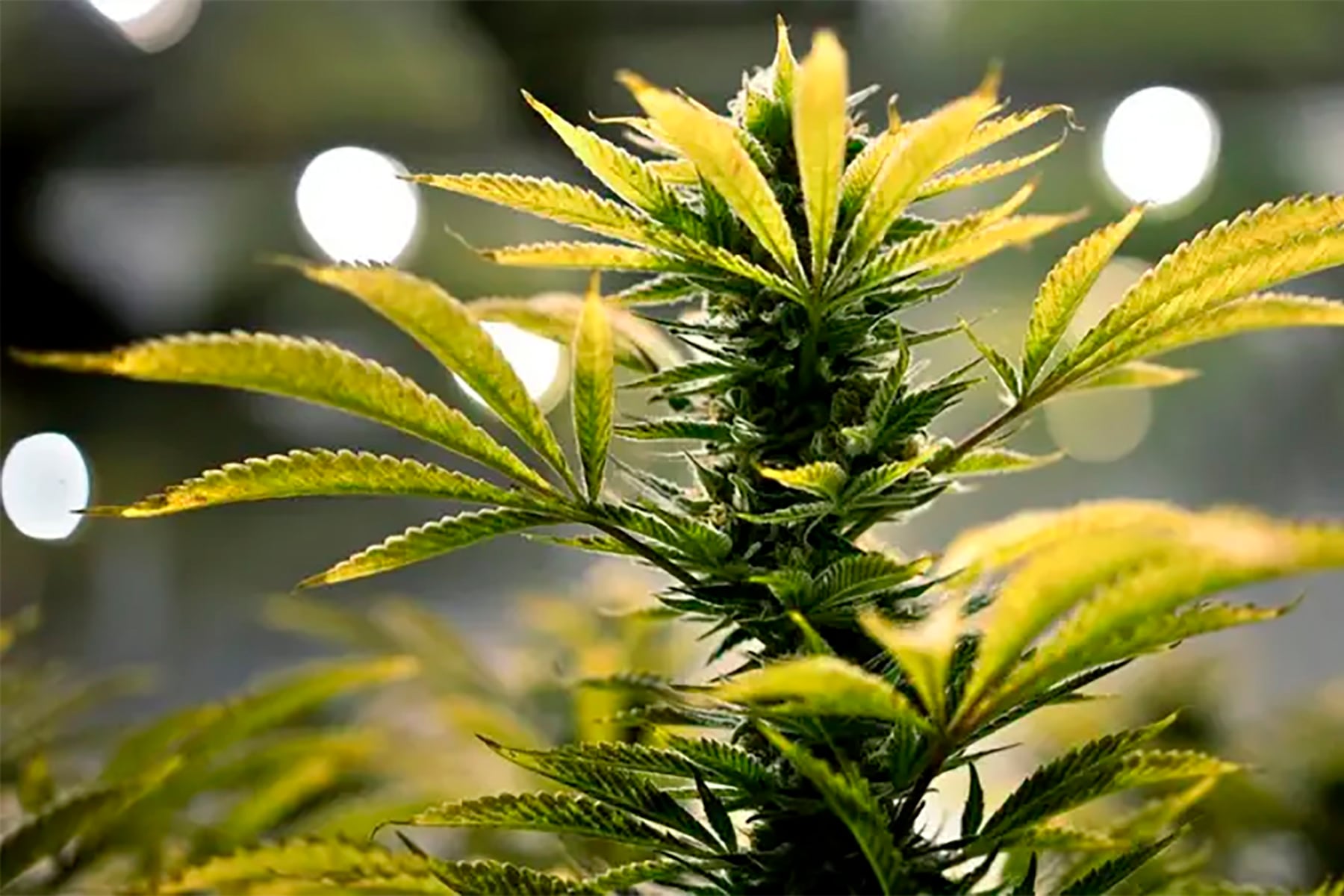 Trump apoyó la legalización de marihuana en el estado de Florida.