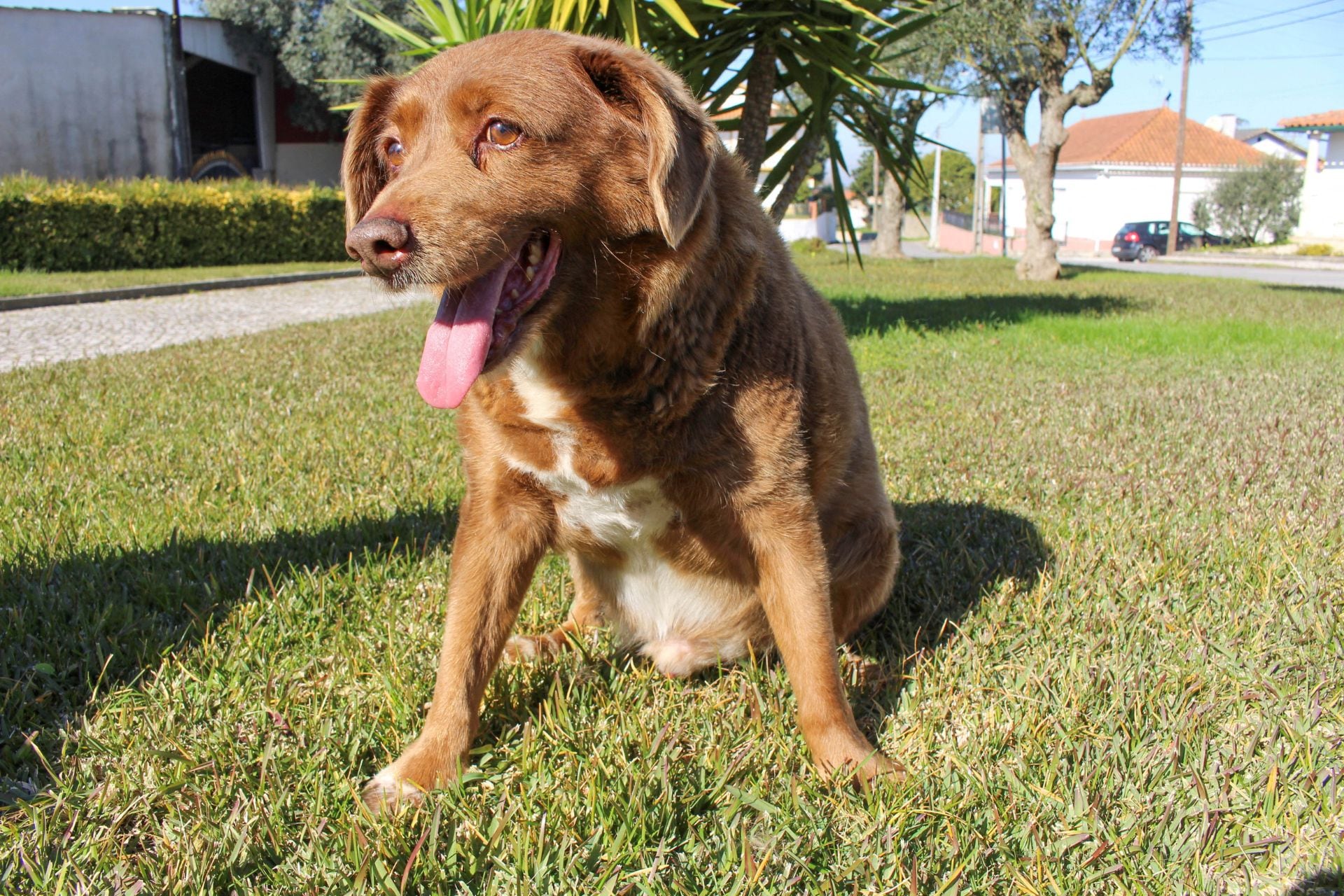 Día Mundial del Perro 2024