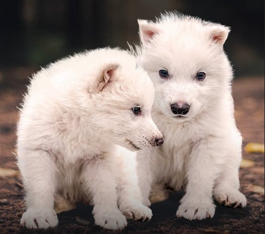Rómulo y Remo, los cachorros de Lobo terribles recreados por científicos