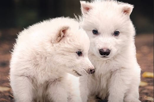 Rómulo y Remo, los cachorros de Lobo terribles recreados por científicos