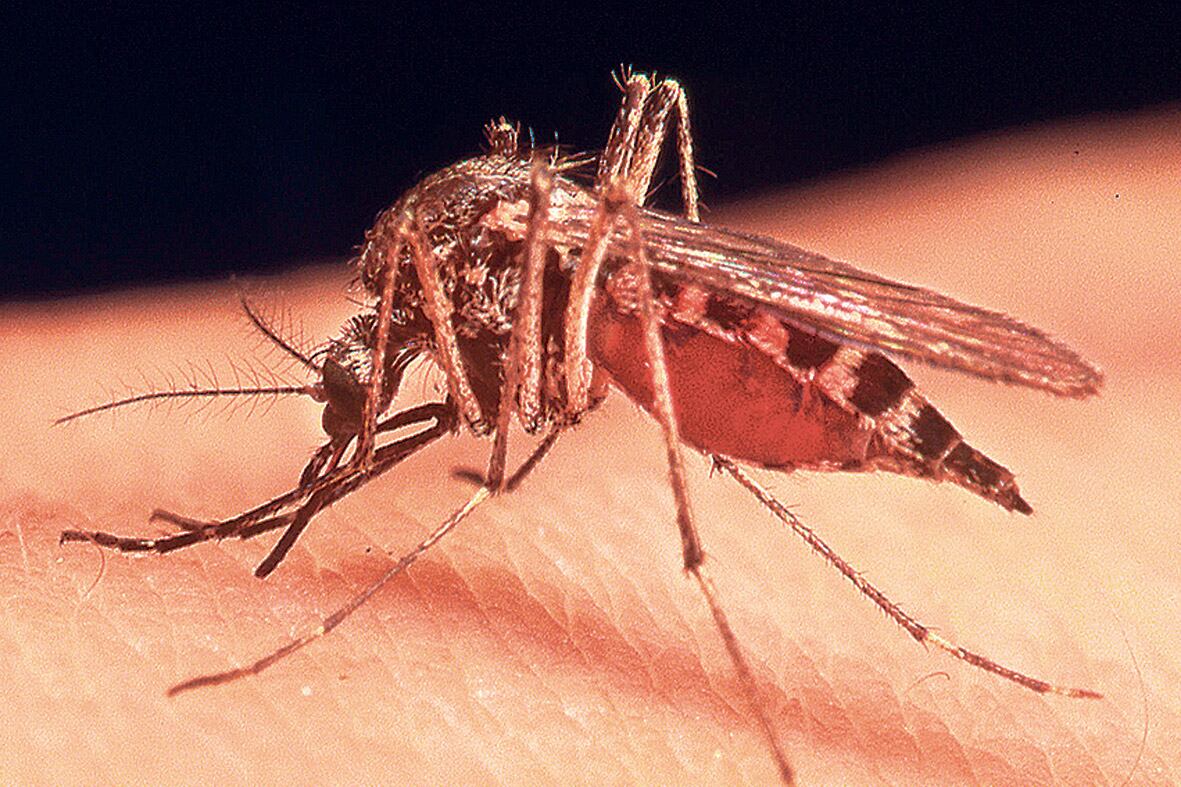 El joven contagiado ya fue dado de alta y enviado a su casa.