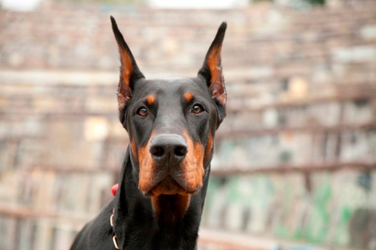 La raza de los perros no determina su comportamiento.