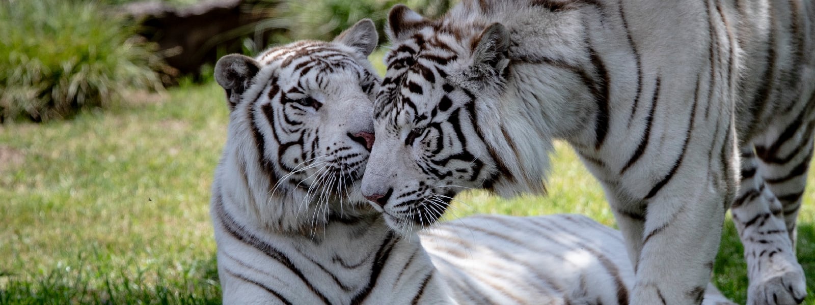 El bioparque Temaikén es una de las excursiones más elegidas por las familias en estas vacaciones de invierno.