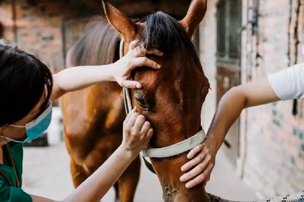 Hasta ahora se han detectado 920 brotes de esta enfermedad equina en diez provincias del país.