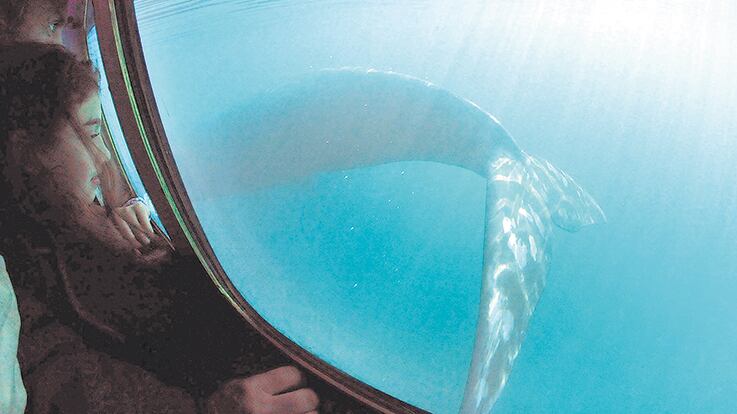Una experiencia inolvidable: el avistaje submarino de la ballena franca.