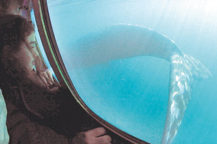 Una experiencia inolvidable: el avistaje submarino de la ballena franca.