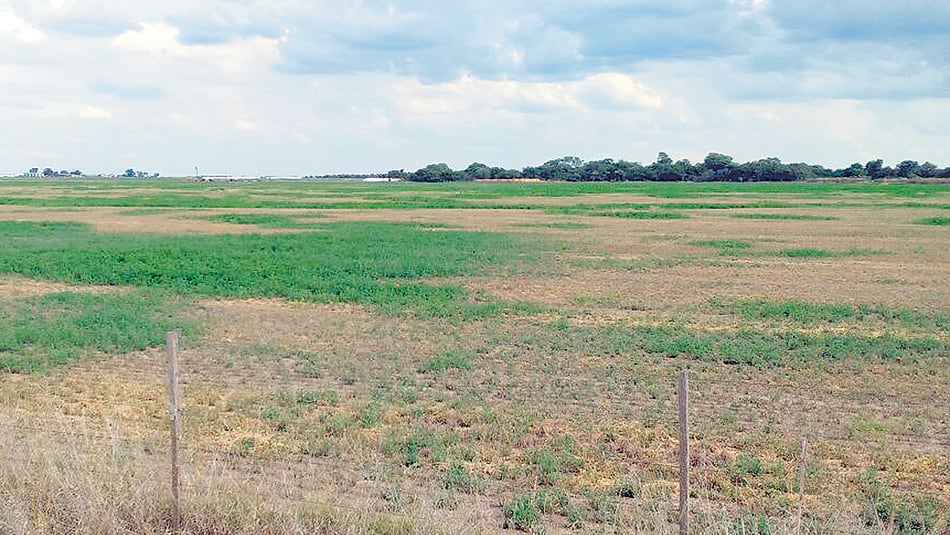Es el peor abril desde 2009, cuando se registró también una sequía que redujo al mínimo el rendimiento por quintal.