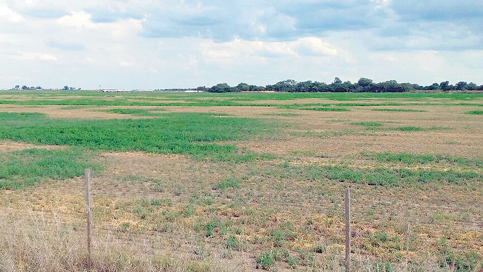 Es el peor abril desde 2009, cuando se registró también una sequía que redujo al mínimo el rendimiento por quintal.