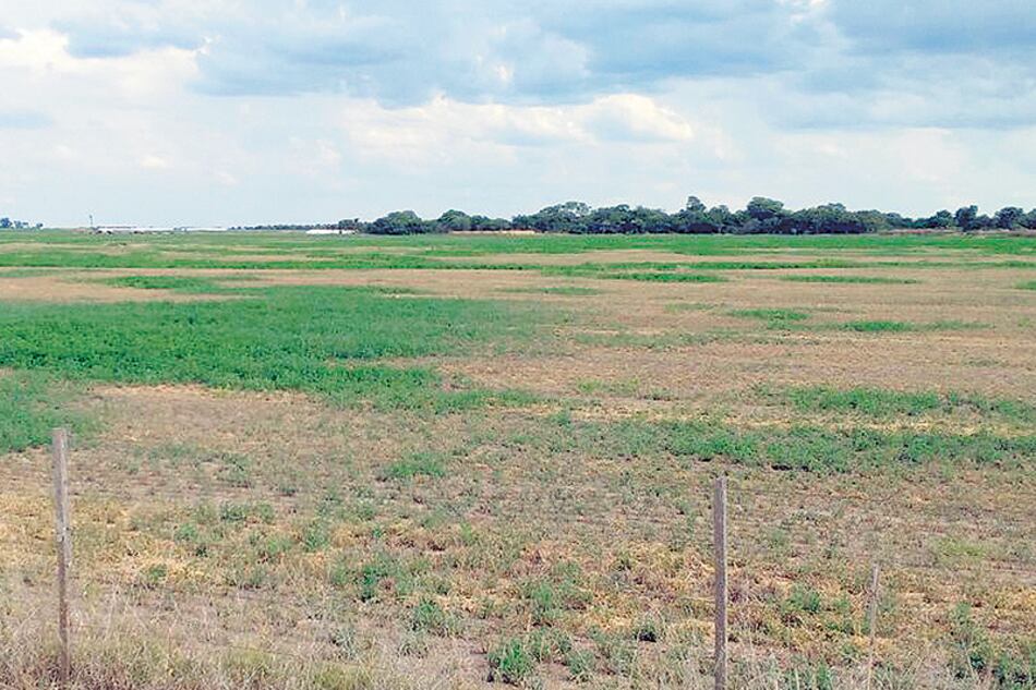 Es el peor abril desde 2009, cuando se registró también una sequía que redujo al mínimo el rendimiento por quintal.