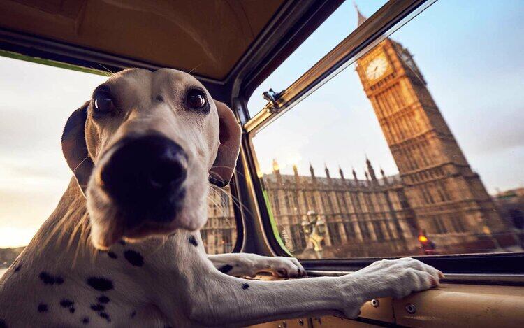 Perros cockers y labradores serán entrenados en Londres.