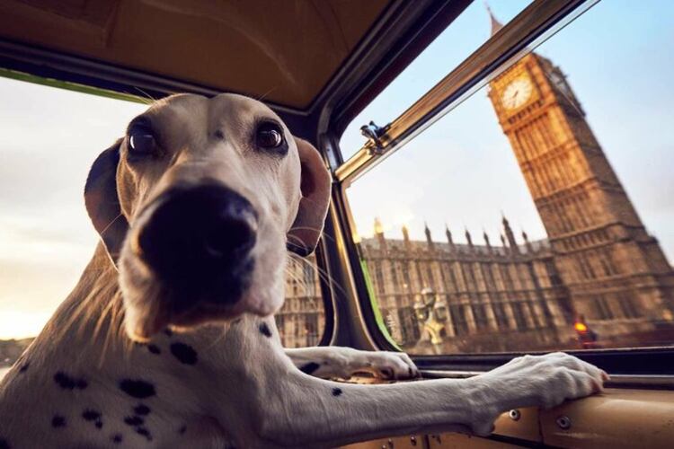 Perros cockers y labradores serán entrenados en Londres.