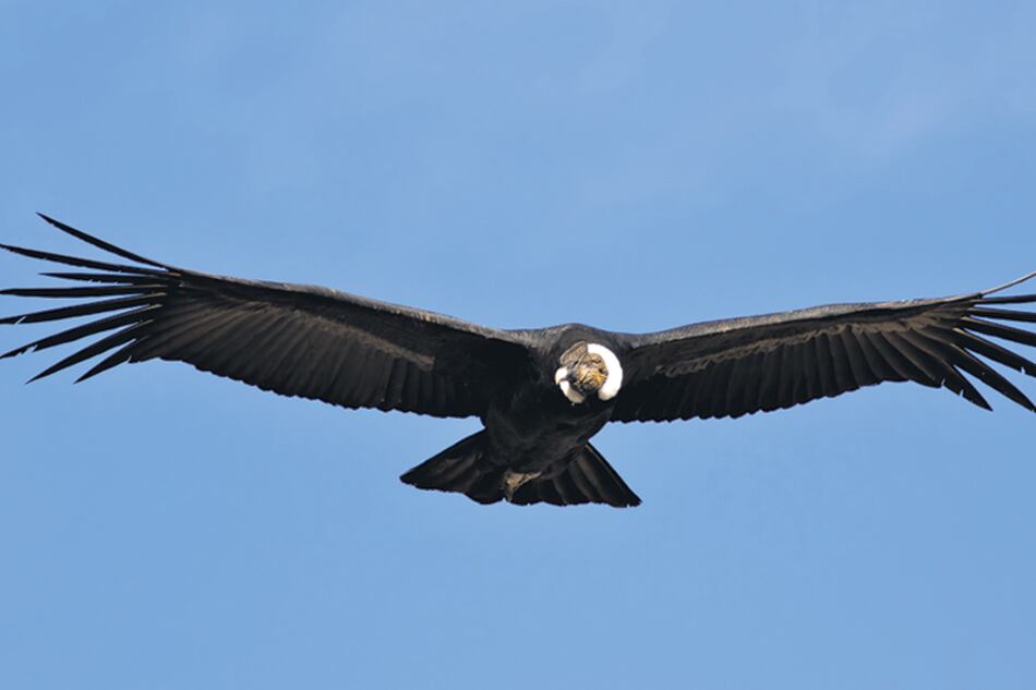 El majestuoso vuelo del cóndor, el ave más grande del mundo en tierra, con tres metros de envergadura.