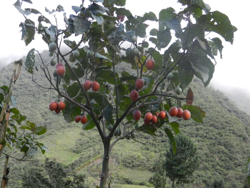 Chilto o tomate de árbol