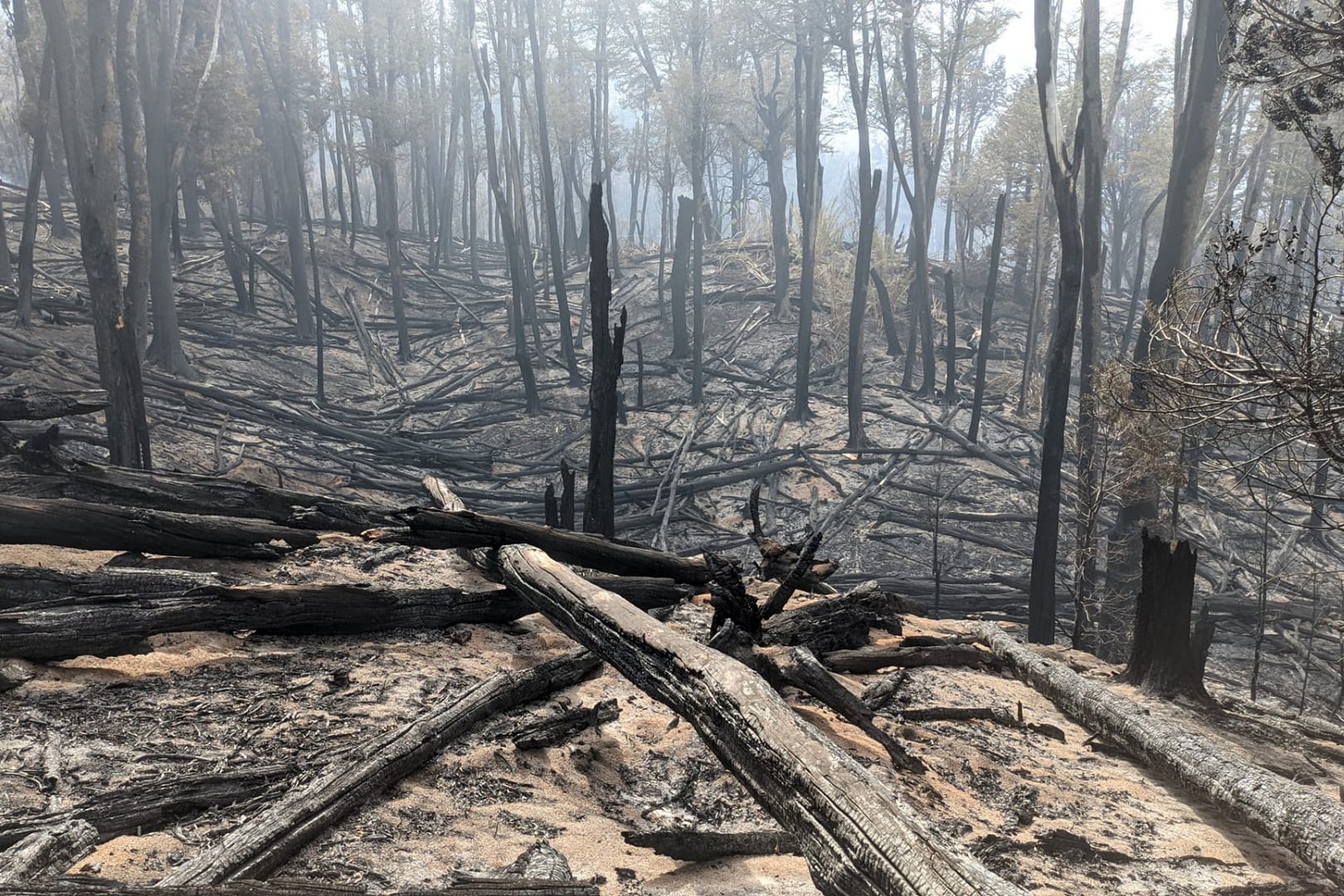 En la Patagonia hubo una tragedia ecológica.