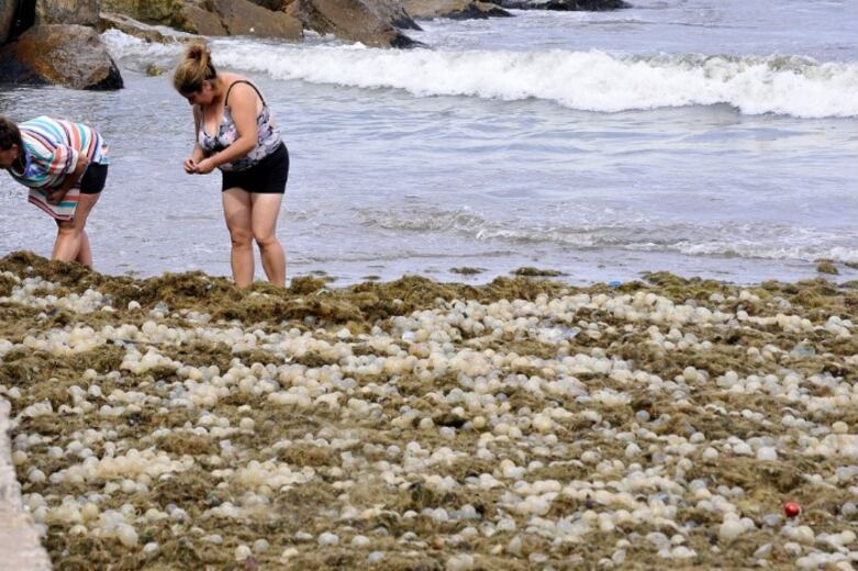 Un manto de algas y cápsulas de caracoles marinos cubrió las playas del centro de Mar del Plata. Imagen: Télam.