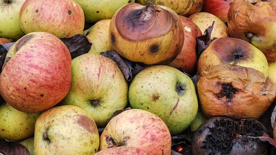 El desperdicio de alimentos genera el 10% de los gases de efecto invernadero.