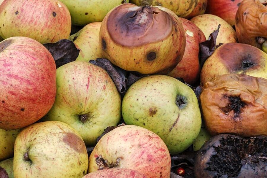 El desperdicio de alimentos genera el 10% de los gases de efecto invernadero.