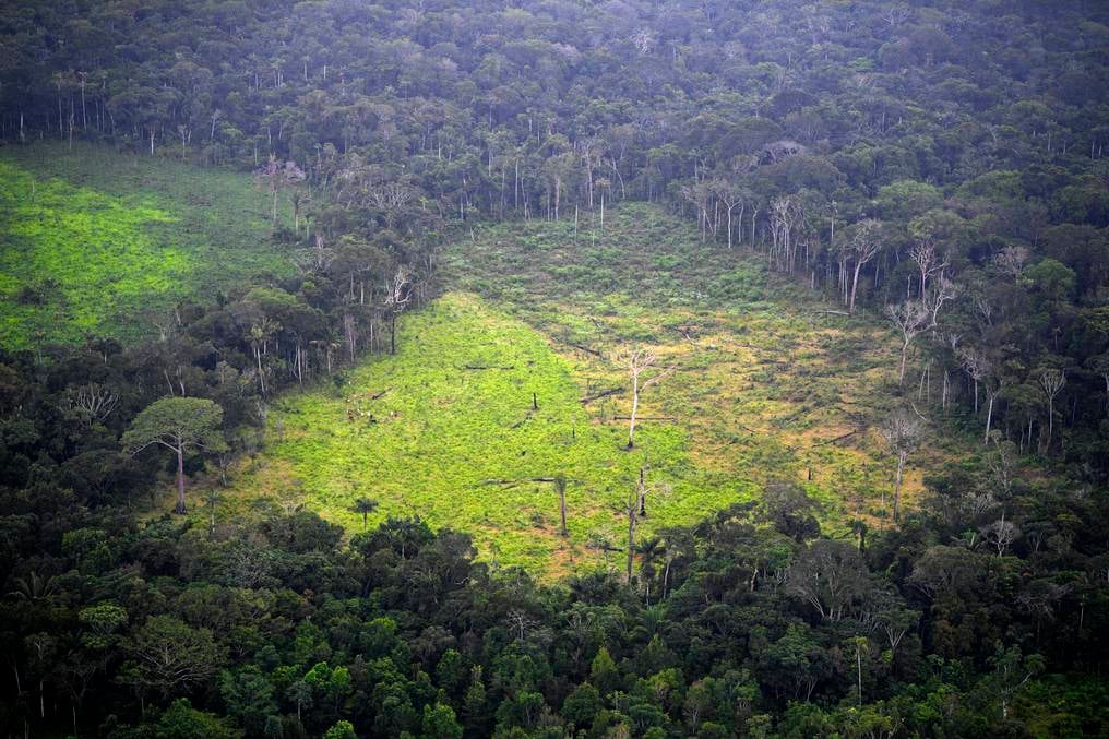 Cada vez menos árboles en el Amazonas