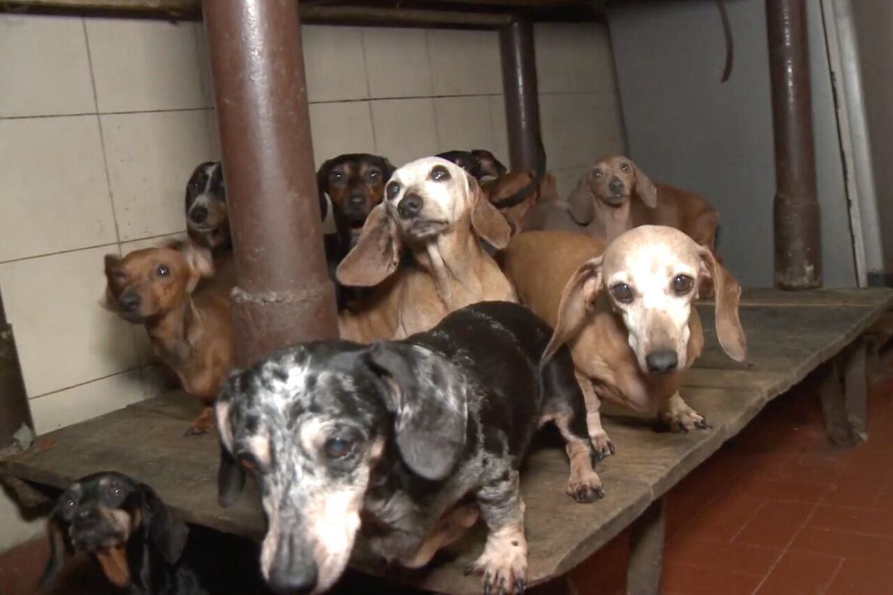 La denuncia la hizo un vecino de la acusada, quien manifestó que en el lugar se maltrataban animales. Foto: Policía de la Ciudad.