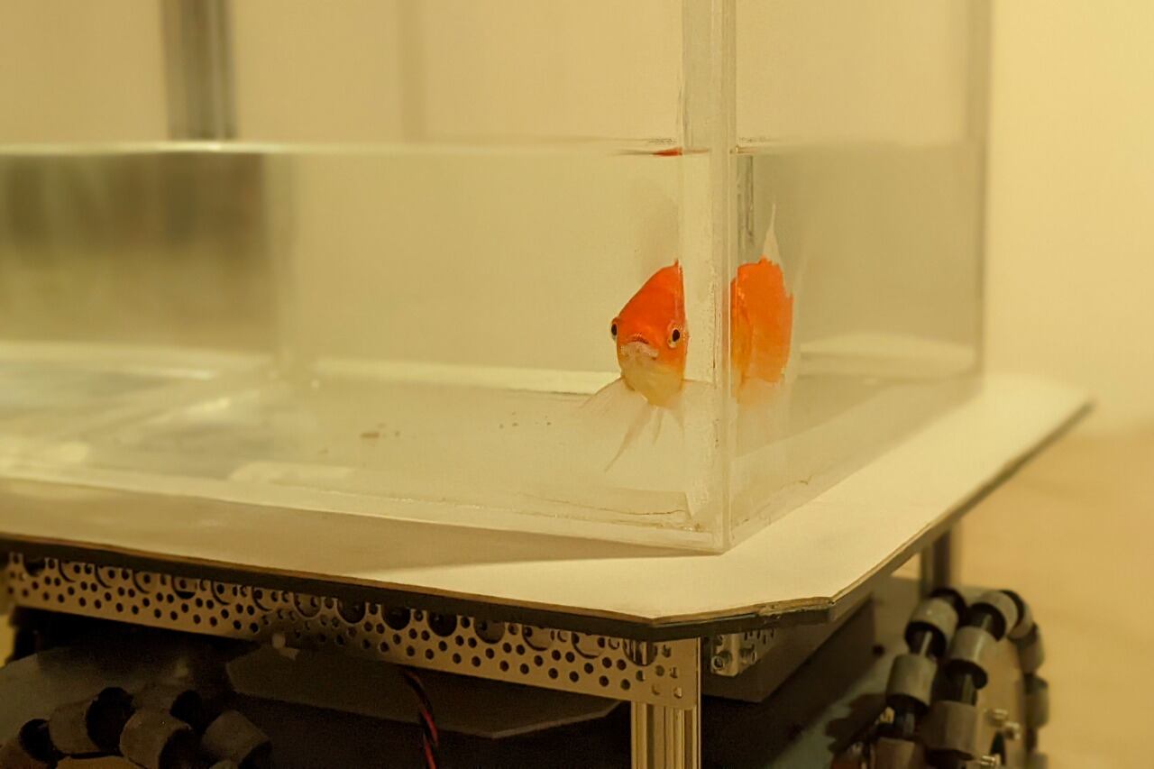 Peces dorados conducen un vehículo