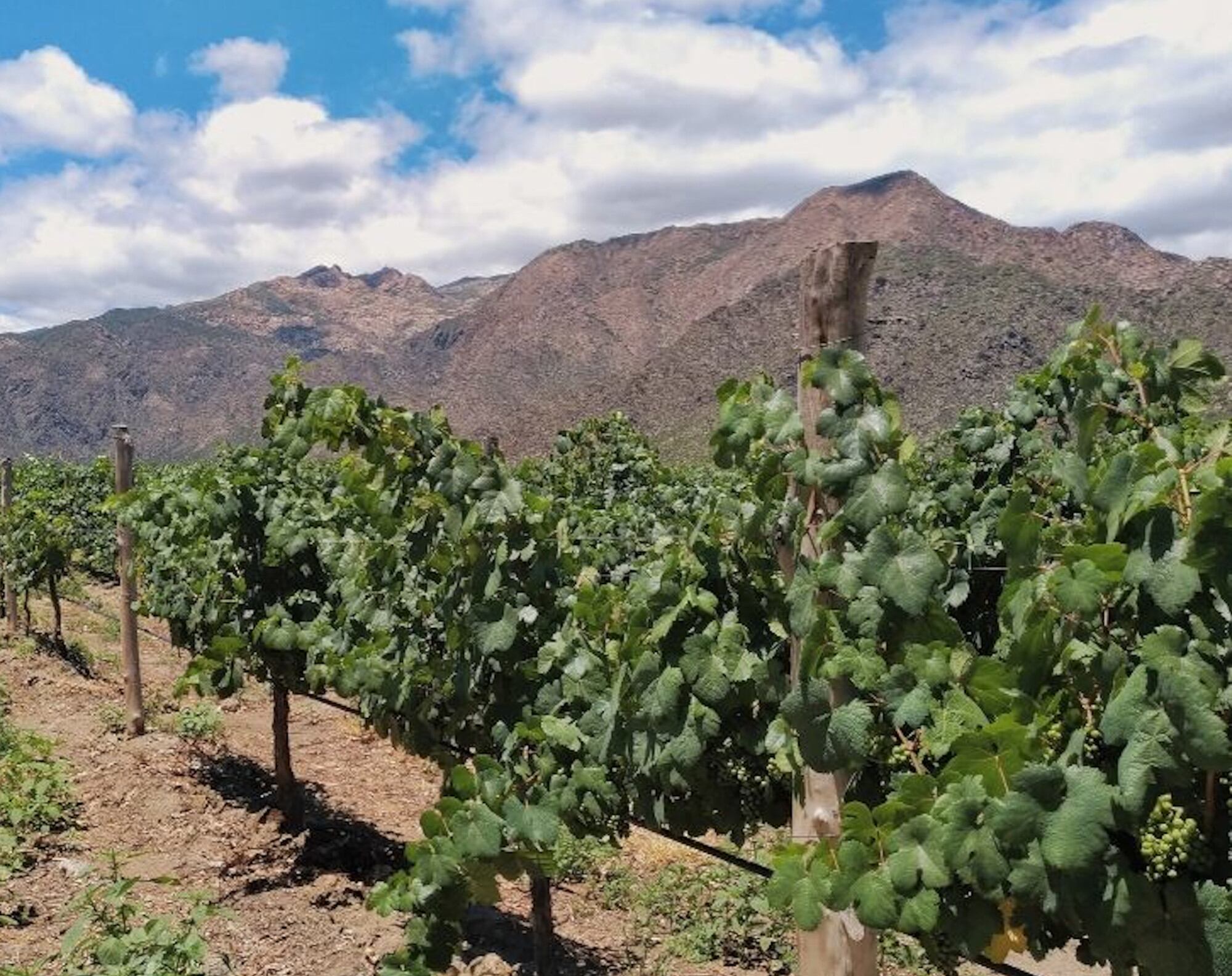 Producción de vid en Salta