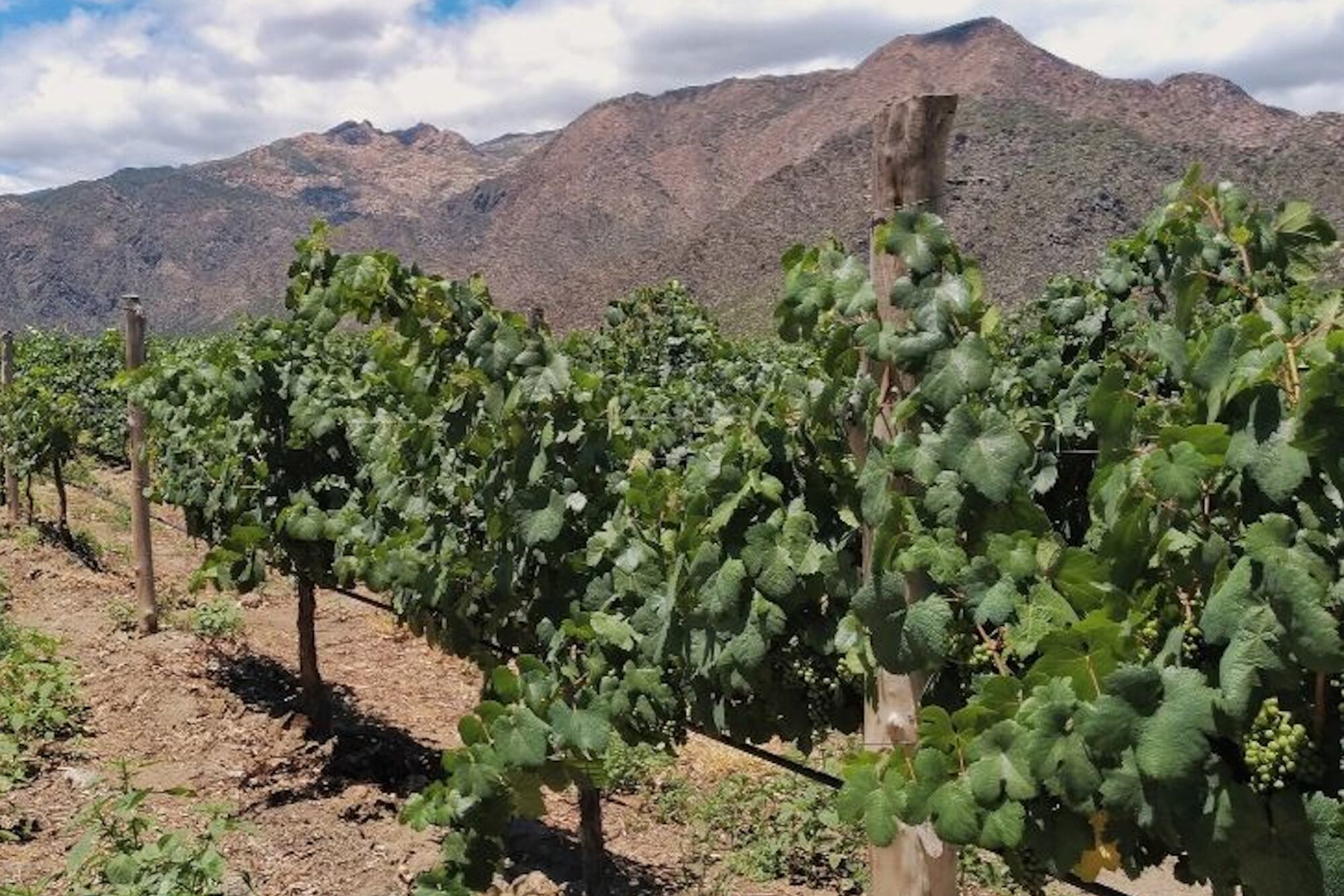 Producción de vid en Salta