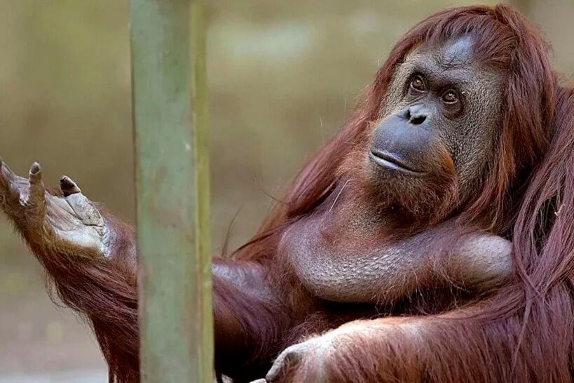 Sandra, el primer animal no humano cuyos derechos fueron reconocidos legalmente.