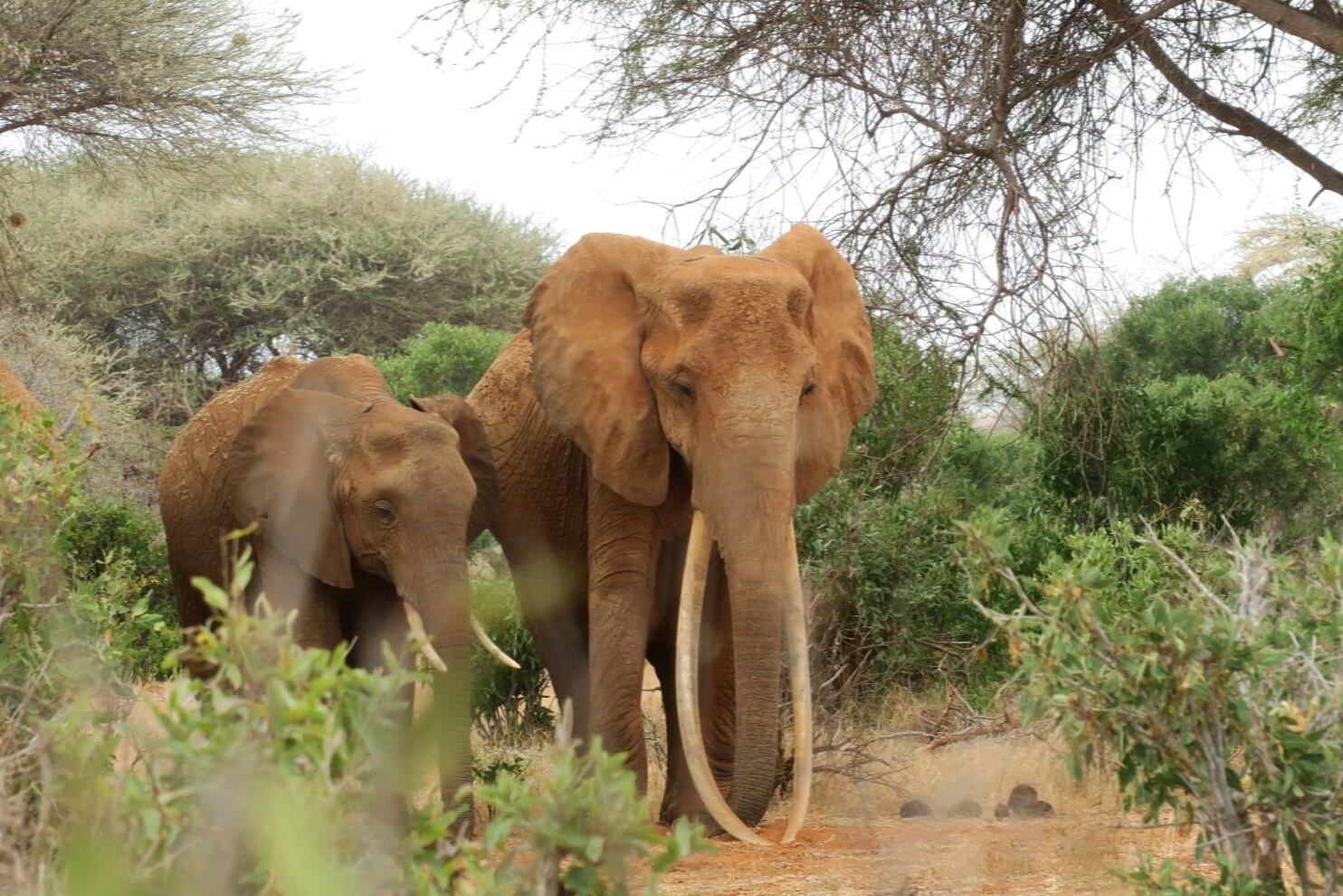 Foto: International Fund for Animal Welfare.