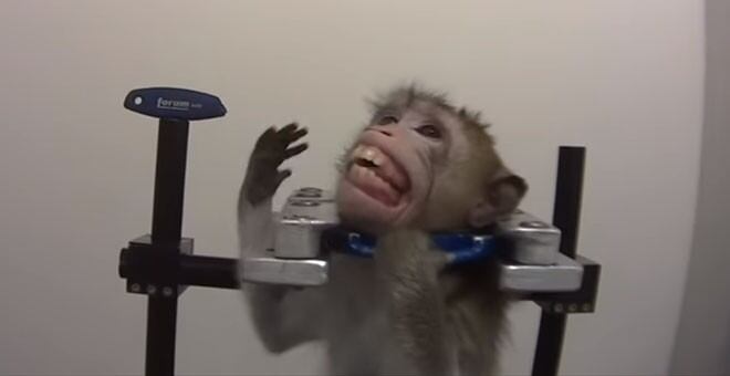 Uno de los monos sometidos a tratos crueles en el laboratorio