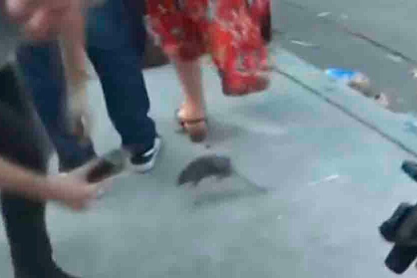 La rata quiso huir pero fue perseguida por dos perros.
