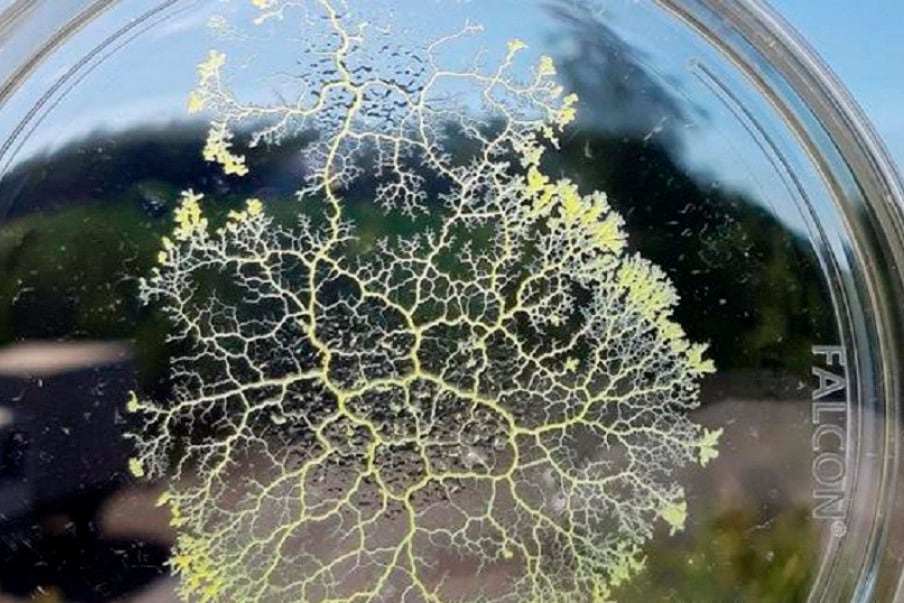 Sus núcleos pueden dividirse a voluntad y el organismo puede ponerse en periodo de latencia (sin morir) deshidratándose.