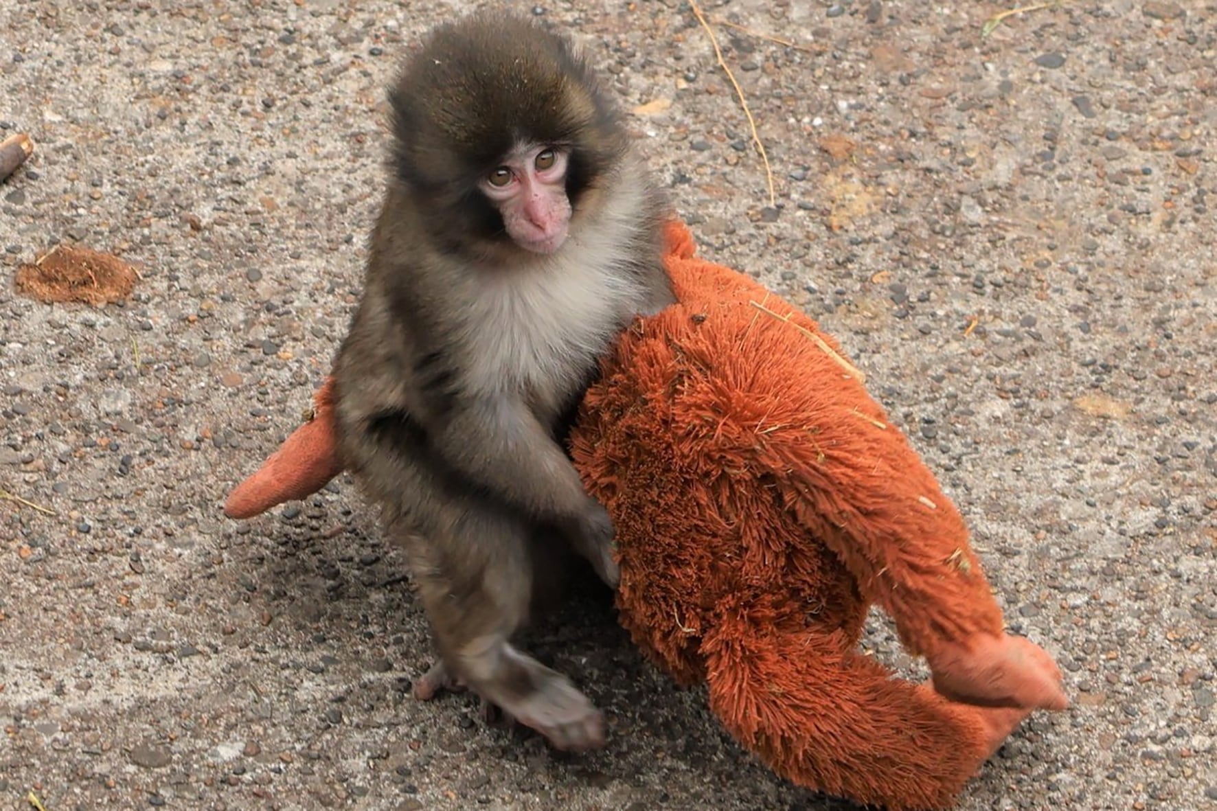 ICHIWAKA, 19/02/2026.- Un pequeño macaco japonés abandonado al nacer en el zoológico de la ciudad de Ichikawa, y que desde entonces no se separa de un peluche que se ha convertido en una madre improvisada, ha conquistado la atención del público en Japón y de las redes sociales. Punch, de solo siete meses, se ha convertido en el protagonista del recinto después de que su imagen diera la vuelta al mundo, dijo a EFE un portavoz del centro, Takashi Yasunaga, y cada día miles de personas se acercan al zoo a seguir su día a día. EFE/ Zoológico De La Ciudad Japonesa De Ichikawa SOLO USO EDITORIAL/SOLO DISPONIBLE PARA ILUSTRAR LA NOTICIA QUE ACOMPAÑA (CRÉDITO OBLIGATORIO)