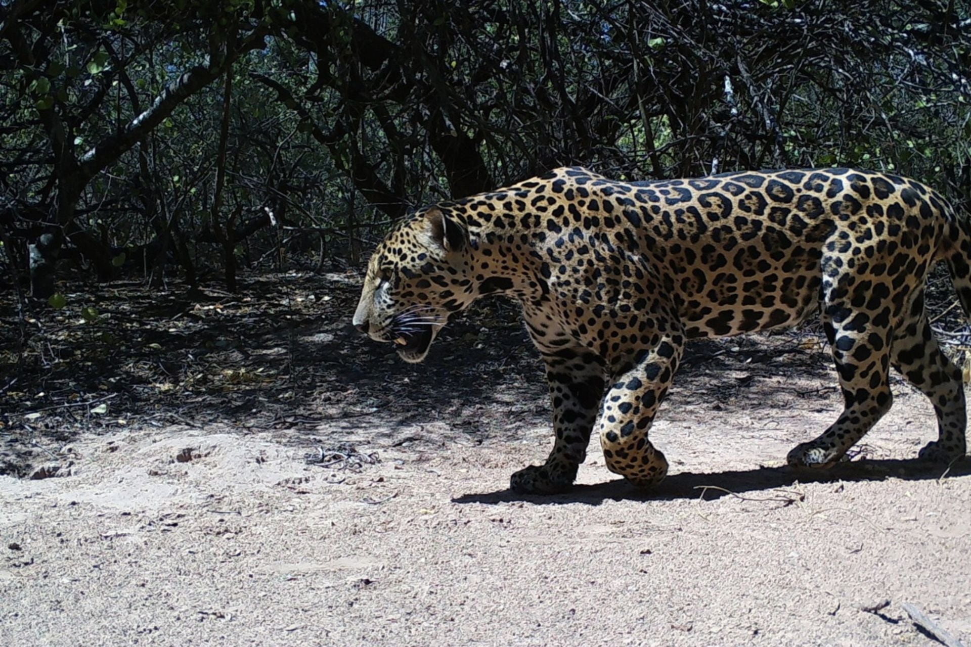 Encontraron un nuevo yaguareté en la Reserva Natural Formosa