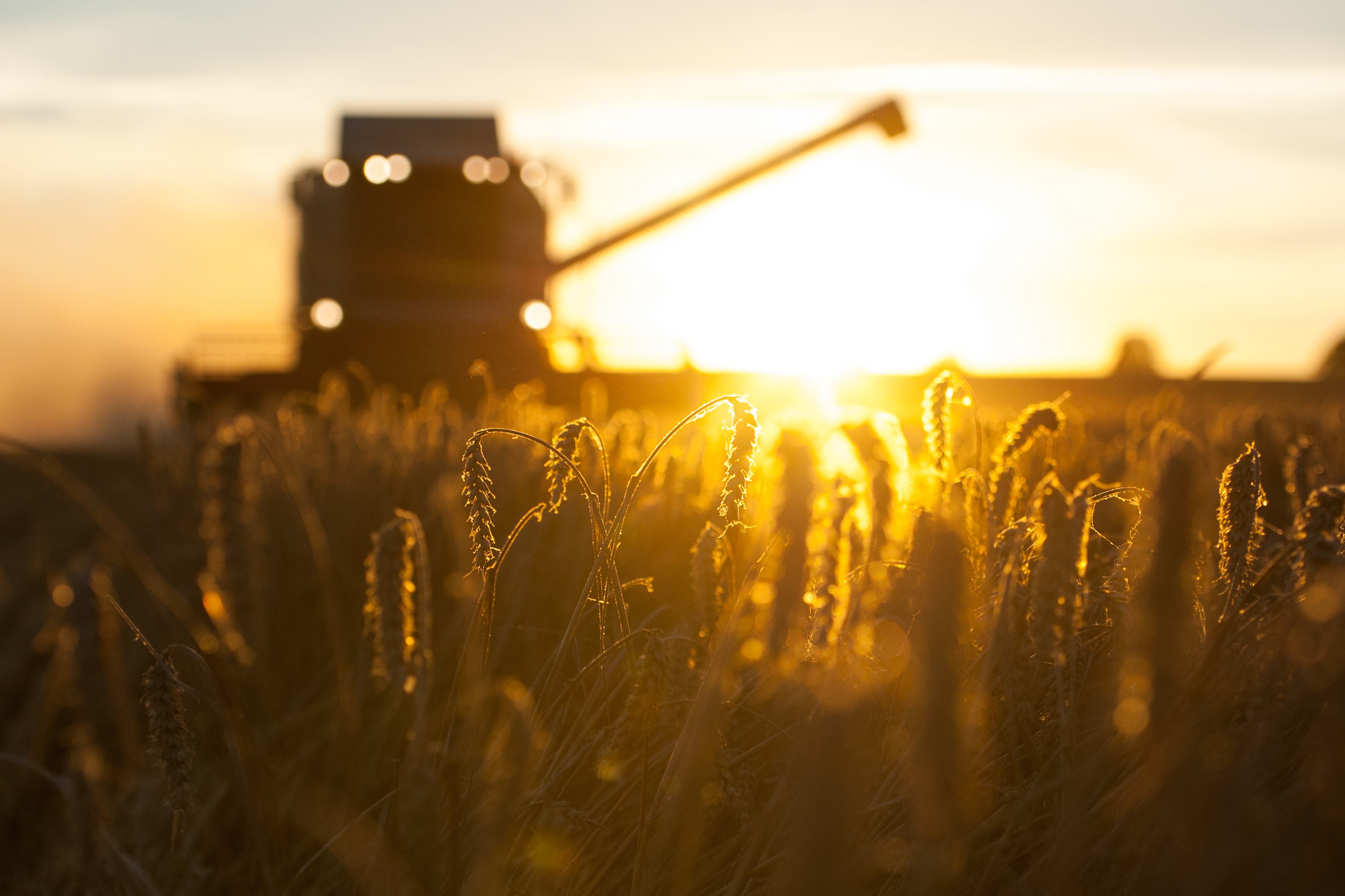 "El patrón productivo será siempre híbrido en la Argentina, como lo es en Canadá", indica Alberto Müller.