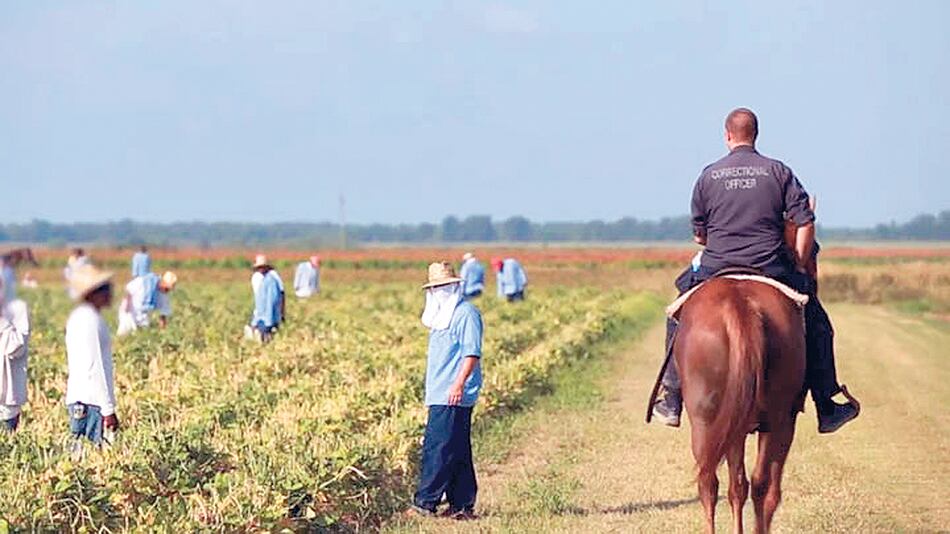 La cárcel Angola incluye trabajos forzados de los presos en plantaciones.
