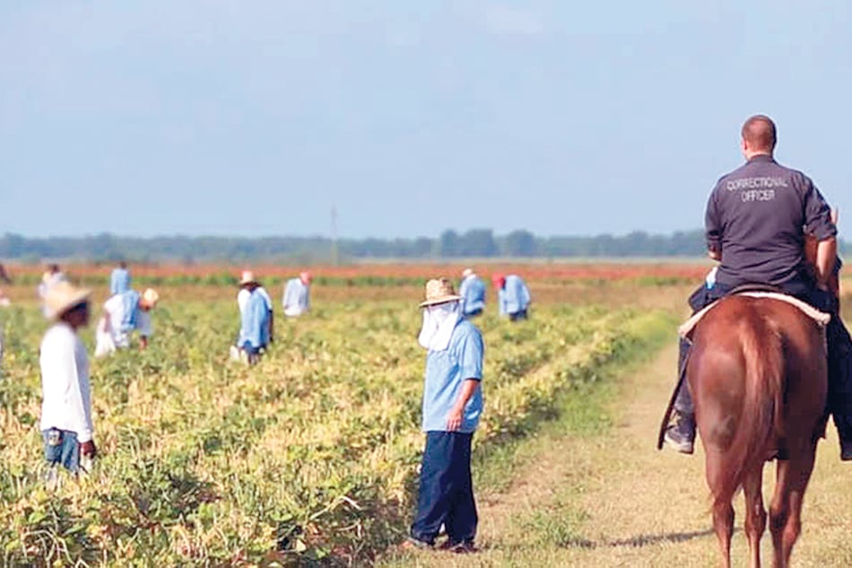 La cárcel Angola incluye trabajos forzados de los presos en plantaciones.