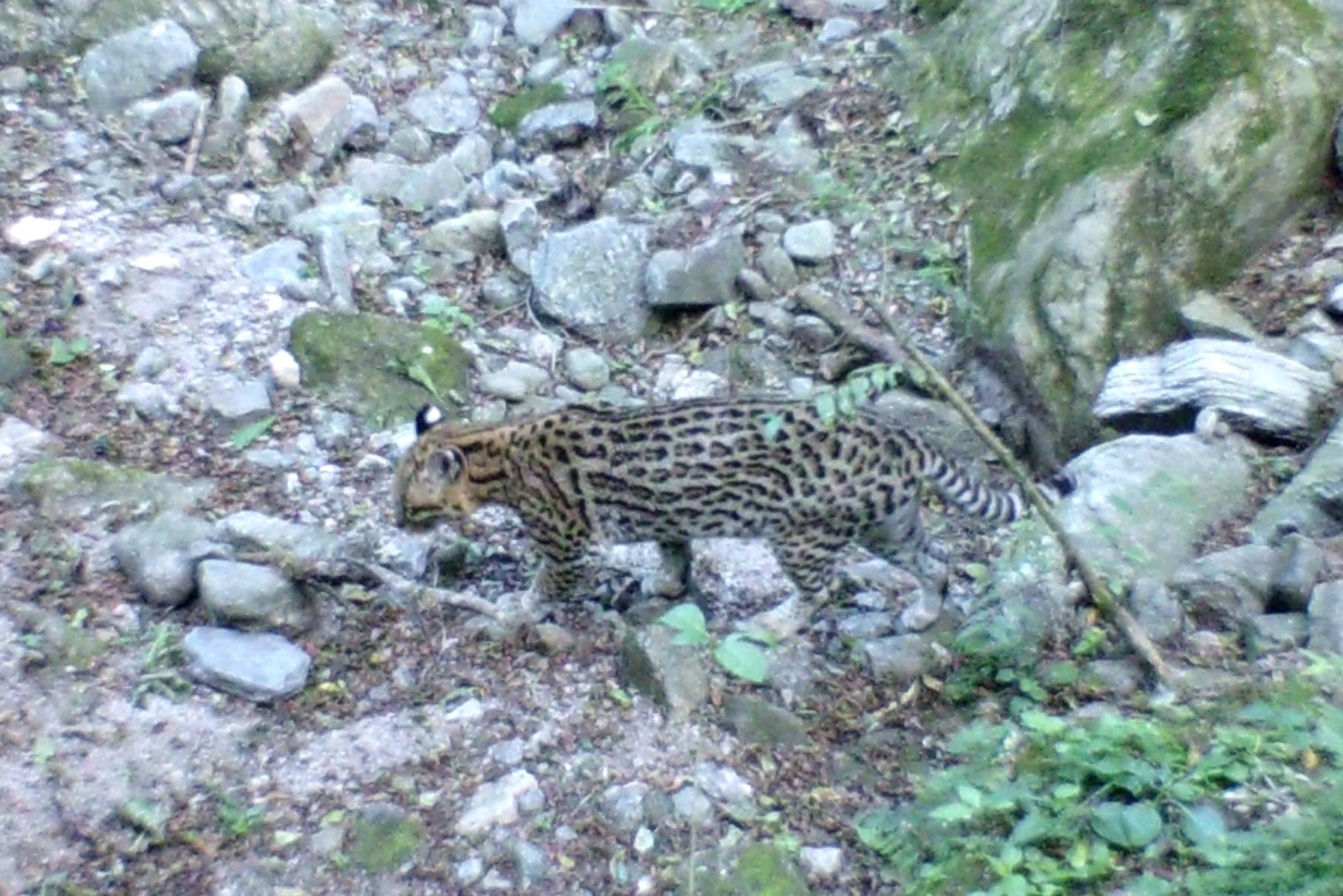 Registro del ocelote en las yungas de Catamarca