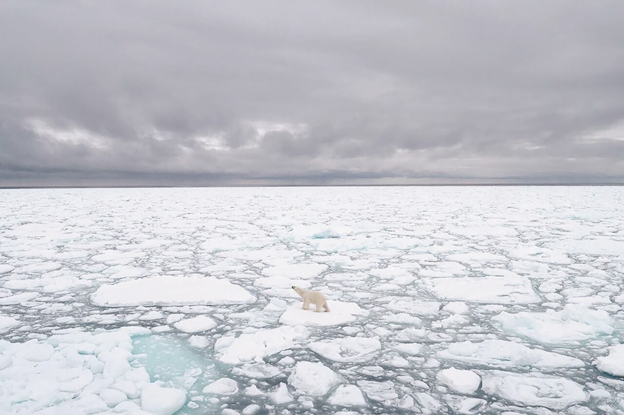 Cambio climático: el malcarado de Parin, de la especie Diretmichthys parini, fue encontrado en el mar de Noruega.