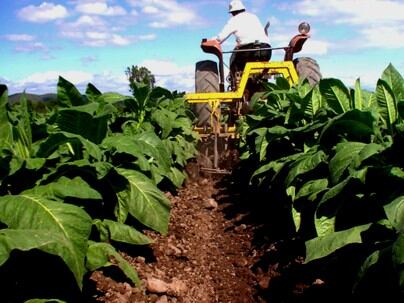 El tabaco principal producción del Valle de Lerma
